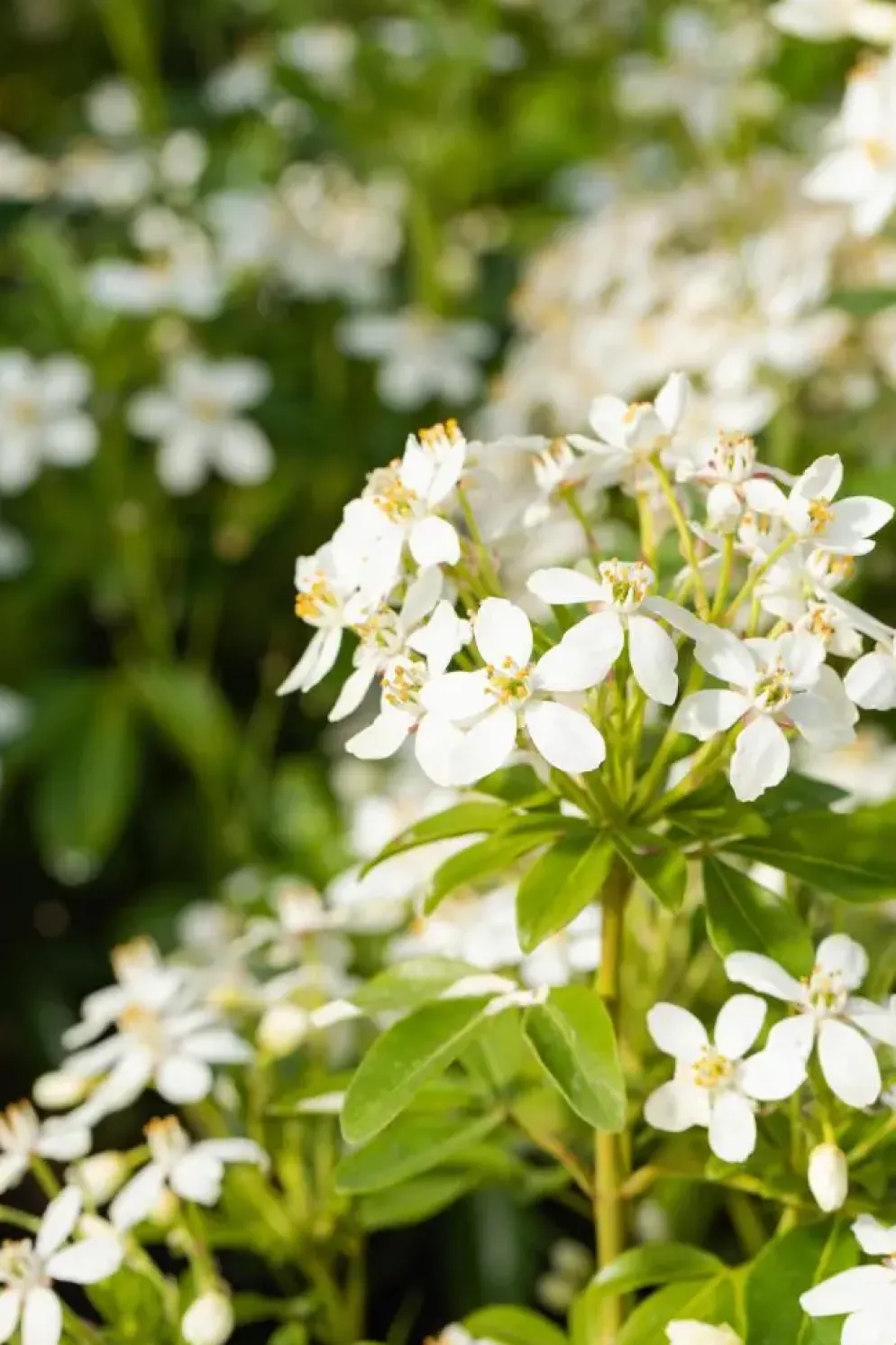 Choisya ternata (Choisya)