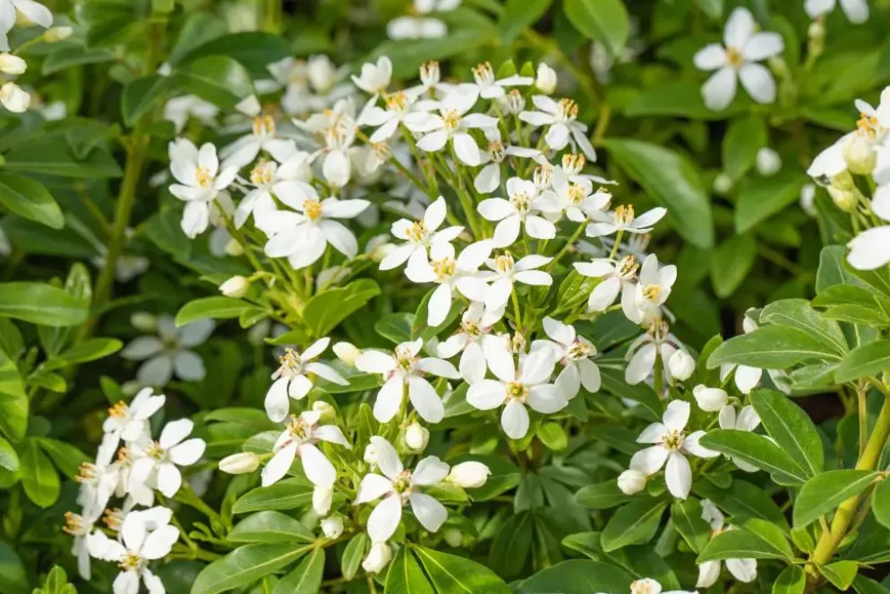 Choisya ternata (Choisya)