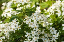 Choisya ternata (Choisya)