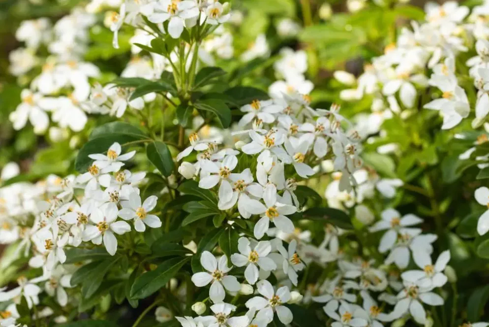 Choisya ternata (Choisya)