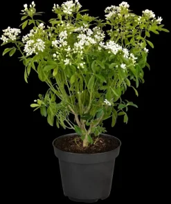 Choisya ternata (Choisya)