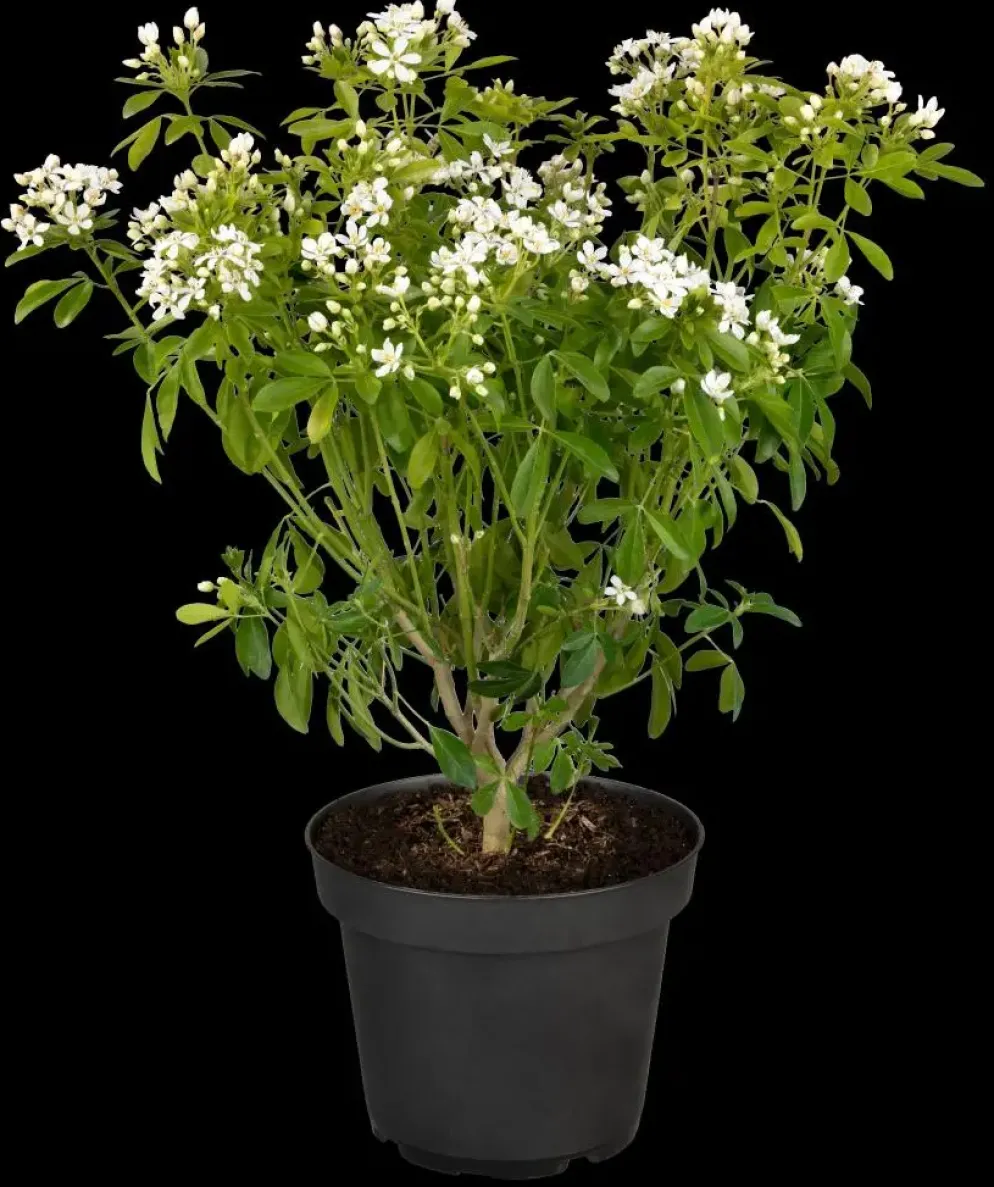 Choisya ternata (Choisya)