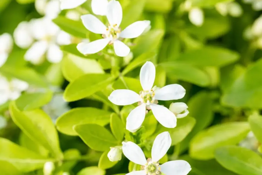 Choisya ternata (Choisya)