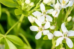 Choisya ternata (Choisya)