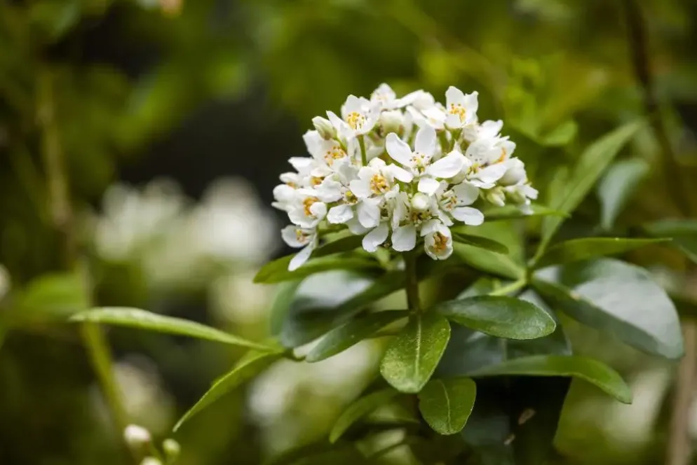 Choisya ternata (Choisya)