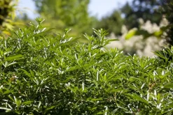 Choisya ternata (Choisya)