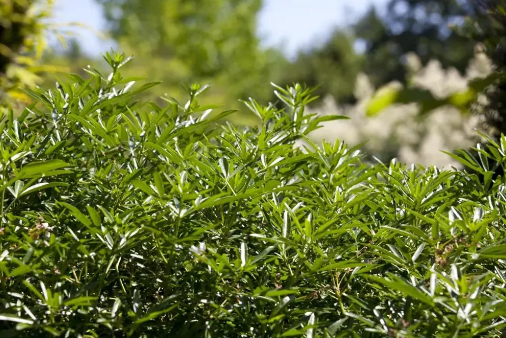 Choisya ternata (Choisya)