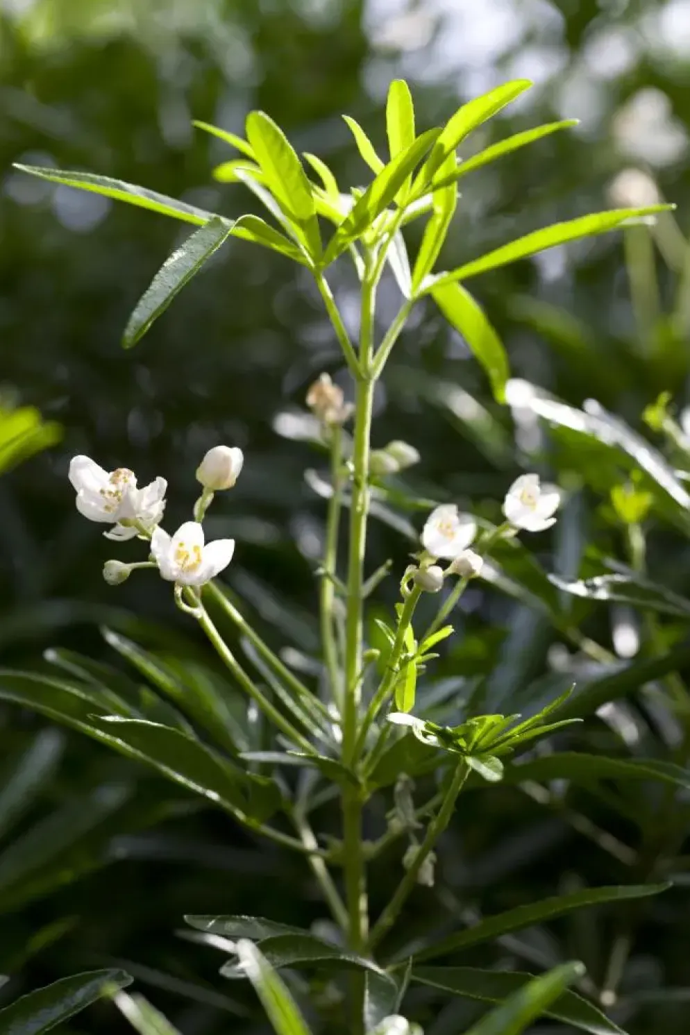 Choisya ternata (Choisya)