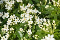 Choisya ternata (Choisya)