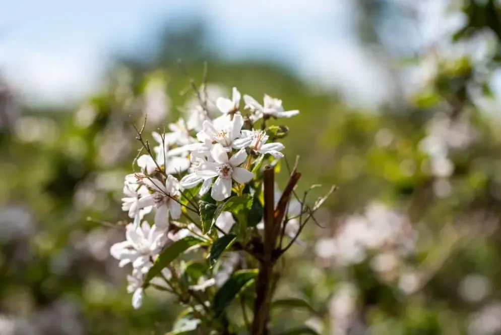 Choisya ternata (Choisya)