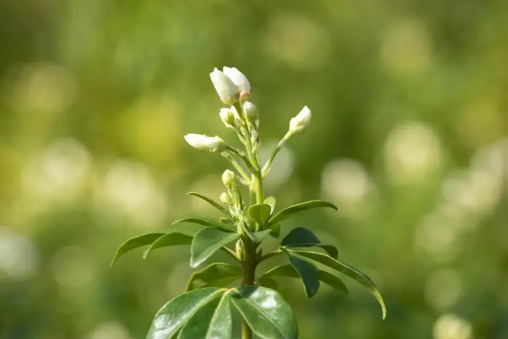 Choisya ternata (Choisya)