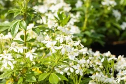 Choisya ternata (Choisya)