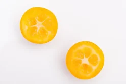Citrus japonica (Chinese kumquat)
