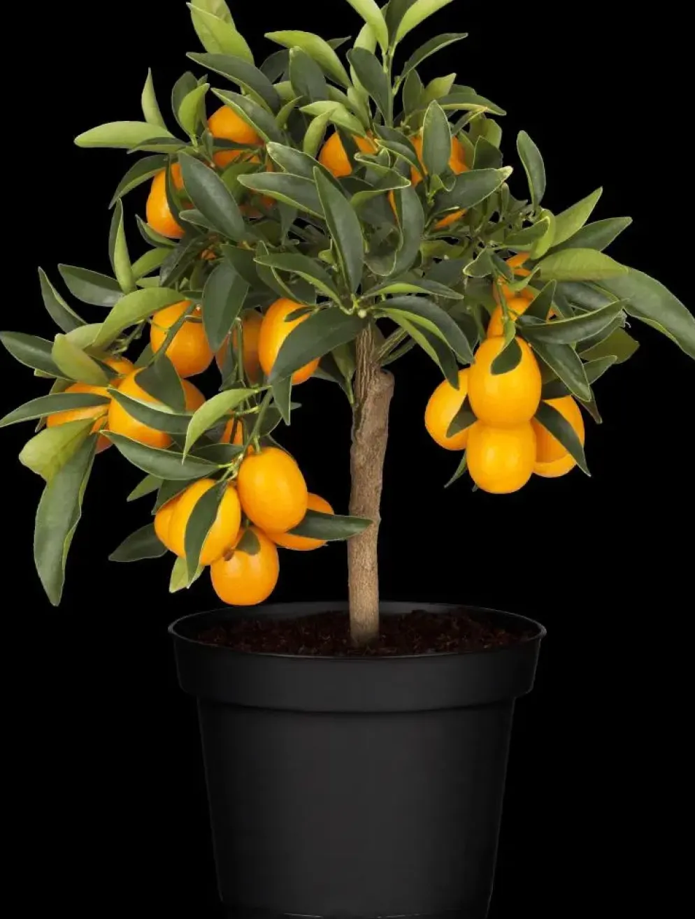 Citrus japonica (Chinese kumquat)