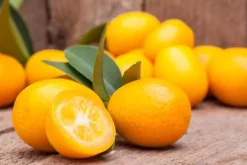 Citrus japonica (Chinese kumquat)