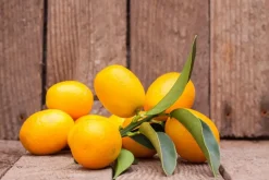 Citrus japonica (Chinese kumquat)