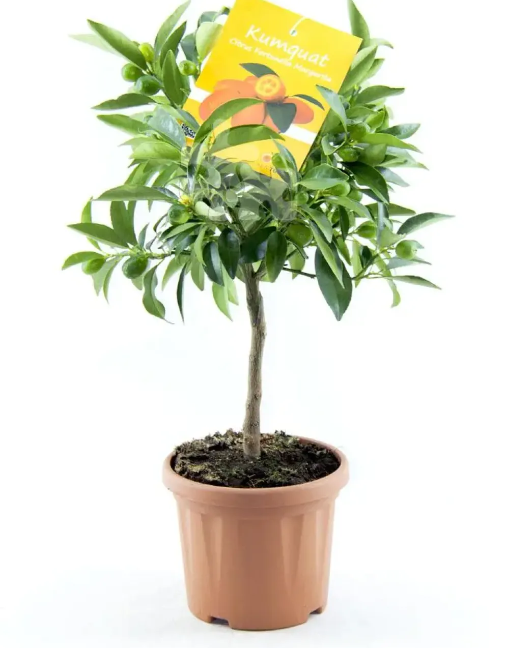 Citrus japonica (Chinese kumquat)
