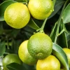 Citrus limon x fortunella japonica, Stamm (Citroen)