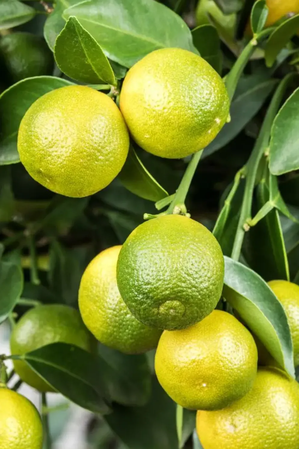 Citrus limon x fortunella japonica, Stamm (Citroen)