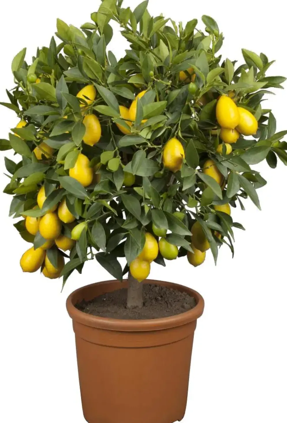 Citrus limon x fortunella japonica, Stamm (Citroen)