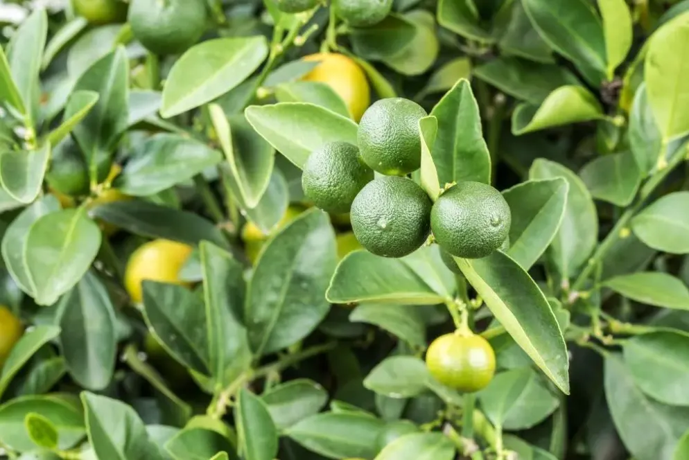 Citrus limon x fortunella japonica, Stamm (Citroen)