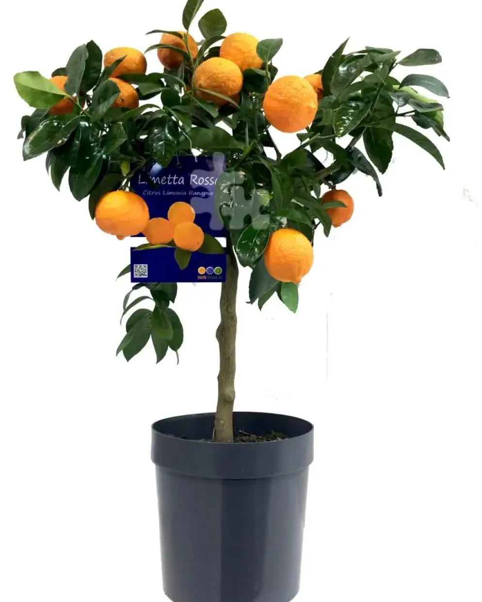 Citrus x aurantifolia (Citroenboom)