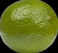 Citrus x aurantifolia (Citroenboom)