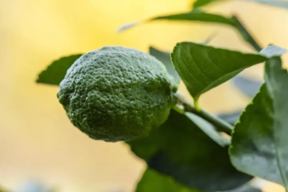 Citrus x aurantifolia (Citroenboom)