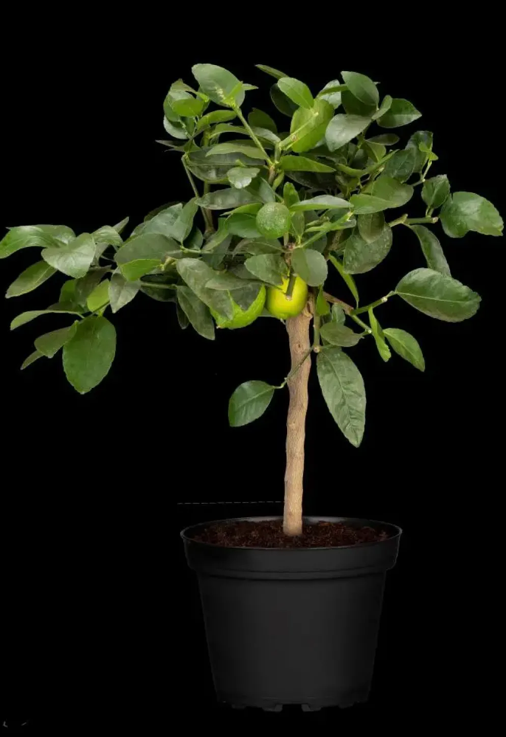 Citrus x aurantifolia (Citroenboom)