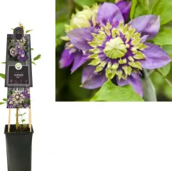 Clematis florida 'Taiga' PBR (Bosrank) klimplant