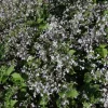 Clematis jouiniana 'Praecox' (Bosrank)