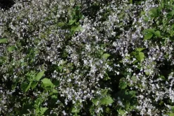 Clematis jouiniana 'Praecox' (Bosrank)