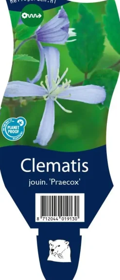 Clematis jouiniana 'Praecox' (Bosrank)