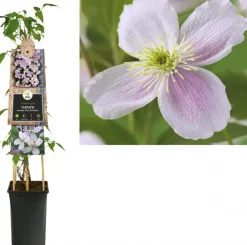 Clematis montana Pink Perfection' (Bosrank) klimplant