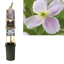 Clematis montana Pink Perfection' (Bosrank) klimplant
