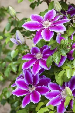 Clematis Pernille PBR (Bosrank) klimplant