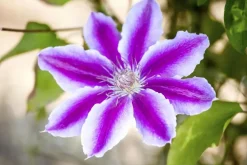 Clematis Pernille PBR (Bosrank) klimplant