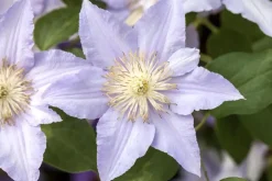 Clematis Pernille PBR (Bosrank) klimplant