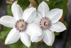 Clematis Pernille PBR (Bosrank) klimplant