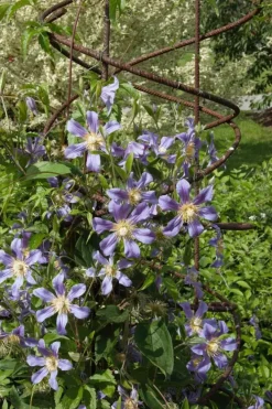 Clematis Pernille PBR (Bosrank) klimplant