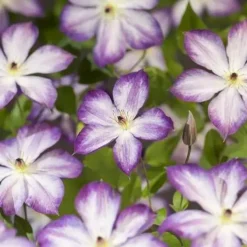 Clematis Pernille PBR (Bosrank) klimplant