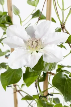 Clematis Pernille PBR (Bosrank) klimplant