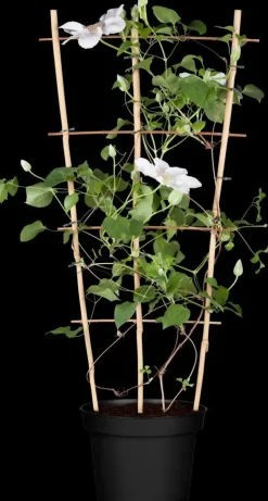 Clematis Pernille PBR (Bosrank) klimplant