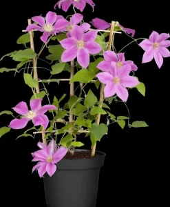 Clematis Pernille PBR (Bosrank) klimplant