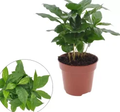 Coffea arabica (koffieplant) 30cm