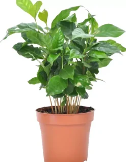 Coffea arabica (koffieplant) 30cm