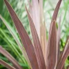 Cordyline australis 'Red Star' (Cordyline 'Red Star')