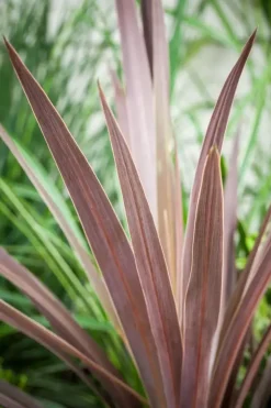 Cordyline australis 'Red Star' (Cordyline 'Red Star')