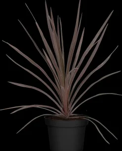 Cordyline australis 'Red Star' (Cordyline 'Red Star')