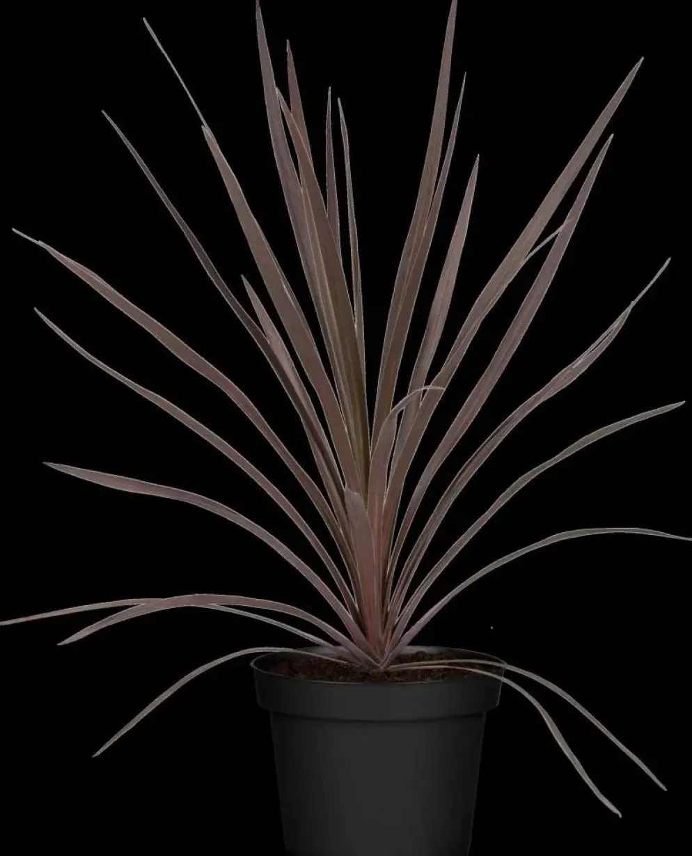 Cordyline australis 'Red Star' (Cordyline 'Red Star')